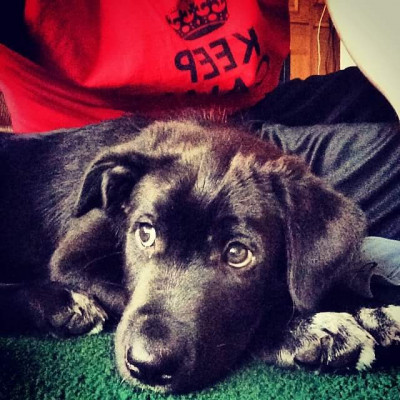 Guardian Angel Animal Rescue - Pet Shelter and Rescue in Livonia, Michigan