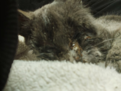 Cause4paws Tioga - Pet Shelter and Rescue in Mansfield, Pennsylvania