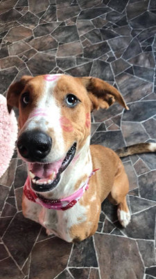 Serenity Animal Hospital - Pet Shelter and Rescue in Sterling Heights, Michigan