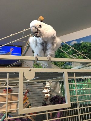 The Parrots’ Umbrella - Pet Shelter and Rescue in Vadnais Heights, Minnesota