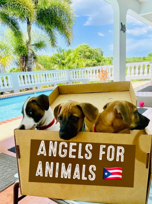 Angels For Animals, Corporation - Pet Shelter and Rescue in Rincón, Rincón