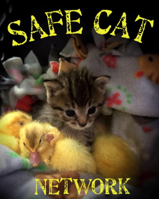 Safe Cat Network - Pet Shelter and Rescue in Virginville, Pennsylvania