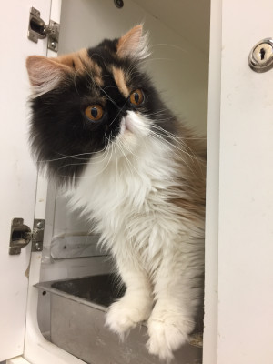 Purr-A-Lot Cat Shelter - Pet Shelter and Rescue in Bixby, Oklahoma