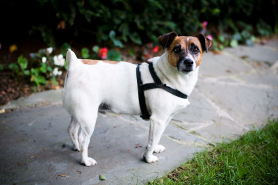 Wilson Vet Hospital/The Sparky Fund - Pet Shelter and Rescue in Washington, Michigan