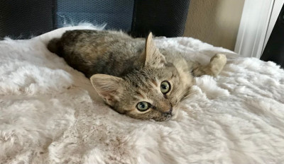 Garlic City Kitty Rescue - Pet Shelter and Rescue in Gilroy, California