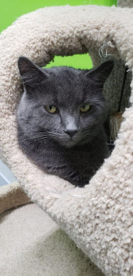 Scratching Post Cat Rescue Inc - Pet Shelter and Rescue in Peru, Indiana