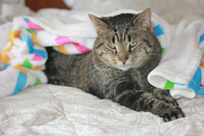 Furry Friends Rescue Inc - Pet Shelter and Rescue in Brighton, Michigan