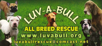 Luv-A Bull All Breed Rescue - Pet Shelter and Rescue in Pompano Beach, Florida