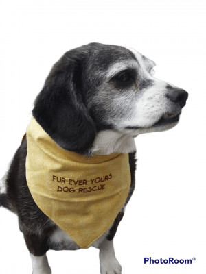 Fur Ever Yours Dog Rescue - Pet Shelter and Rescue in Oroville, Washington