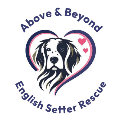 Above And Beyond English Setter Rescue - Pet Shelter and Rescue in Havertown, Pennsylvania