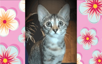 Bedford Cares - Pet Shelter and Rescue in Huddleston, Virginia