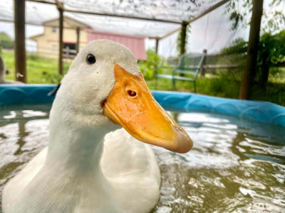Sweet Peace Farm Sanctuary - Pet Shelter and Rescue in Lincoln University, Pennsylvania