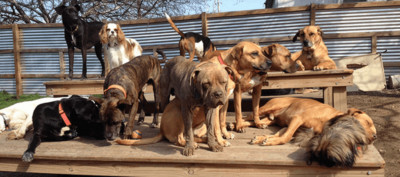 Animals First - Pet Shelter and Rescue in San Francisco, California