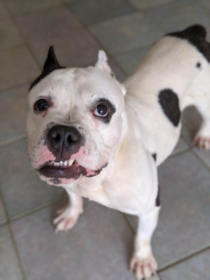 Saints Elsewhere - Pet Shelter and Rescue in Northwood, Ohio