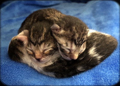 Changing Tomorrow Animal Rescue, Inc - Pet Shelter and Rescue in Boca Raton, Florida