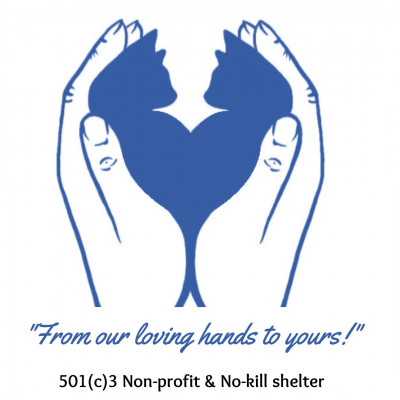 Loving Hands Cat Rescue - Pet Shelter and Rescue in South River, New Jersey