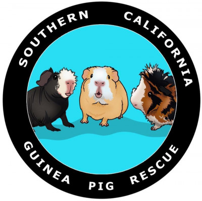 Southern California Guinea Pig Rescue - Pet Shelter and Rescue in Los Angeles, California