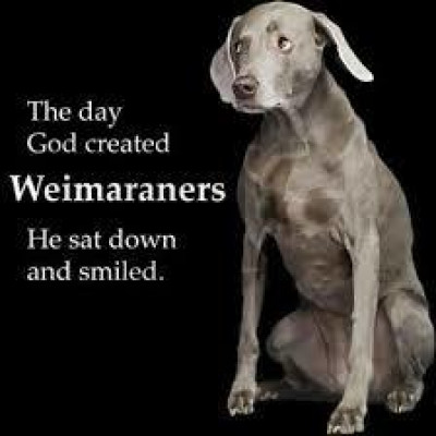 Great Lakes Weimaraner Rescue, Inc. - Pet Shelter and Rescue in Grand Rapids, Michigan