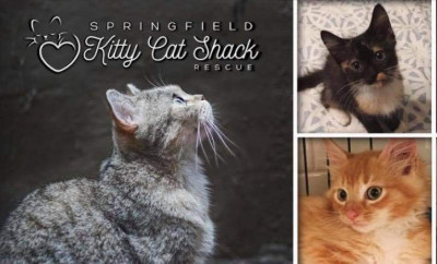 Springfield Kitty Cat Shack Rescue - Pet Shelter and Rescue in Jacksonville, Florida