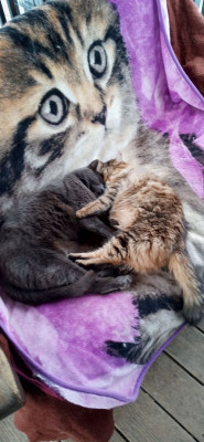 Cat Tale Rescue - Pet Shelter and Rescue in Laurelville, Ohio