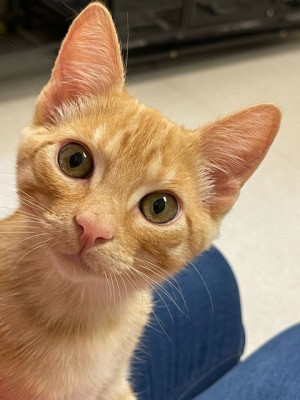 Companion Animal Community Center - Pet Shelter and Rescue in Pacifica, California