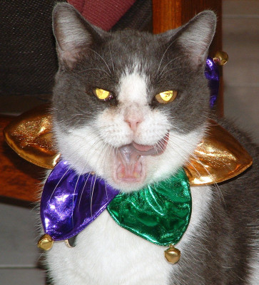 S.A.F.E. Pets, Inc. - Pet Shelter and Rescue