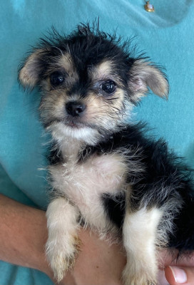 Paws 52 Rescue - Pet Shelter and Rescue in Hartselle, Alabama