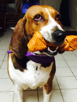 Heritage Farms Rescue - Pet Shelter and Rescue in Liberty Center, Ohio