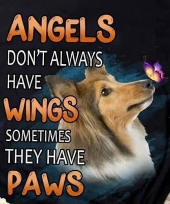 NJ Sheltie Rescue / Shetland Sheepdog Plcmt Svcs Of NJ - Pet Shelter and Rescue in Hainesport, New Jersey