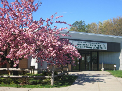 Brookhaven Animal Shelter - Pet Shelter and Rescue in Brookhaven, New York