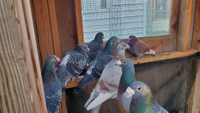 Pigeon Pets - Pet Shelter and Rescue in Citrus Heights, California