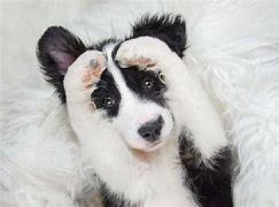 Madison County Animal Shelter - Pet Shelter and Rescue in Madison, Virginia