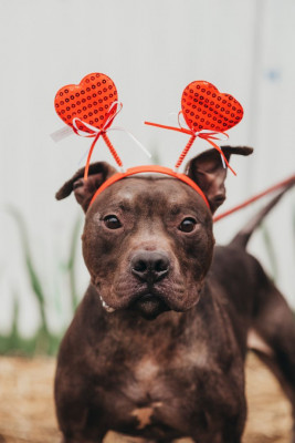 Saginaw County Animal Care & Control Center - Pet Shelter and Rescue in Saginaw, Michigan