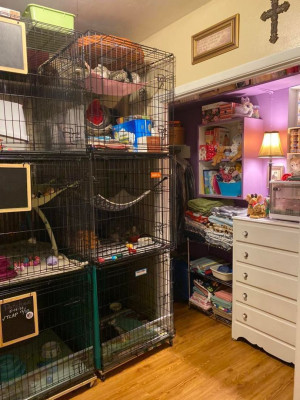 TLC Kitten Rescue Of Waxahachie - Pet Shelter and Rescue in Waxahachie, Texas