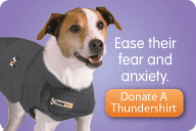 GRIN - Golden Retrievers In Need Rescue - Pet Shelter and Rescue in Cleveland, Ohio