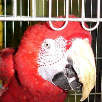 Pets On Parade Inc. Exotic Animal Rescue And Rehab - Pet Shelter and Rescue in Saginaw, Michigan