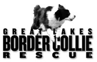 Great Lakes Border Collie Rescue, Inc. - Pet Shelter and Rescue in Eagle, Michigan