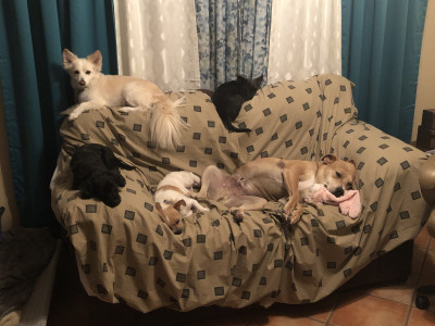 Second Chances Animal Rescue Sanctuary - Pet Shelter and Rescue in Lake Havasu City, Arizona