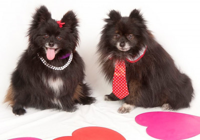 The Sanctuary For Senior Dogs - Pet Shelter and Rescue in Cleveland, Ohio