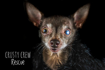 Crusty Crew Rescue - Pet Shelter and Rescue in Running Springs, California