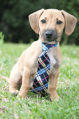 West Orange Animal Shelter - Pet Shelter and Rescue in West Orange, Texas