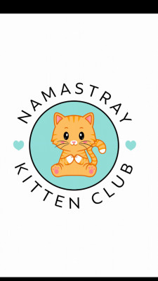 Namastray Kitten Club - Pet Shelter and Rescue in Orangeburg, New York