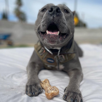 Paws Unbroken - Pet Shelter and Rescue in Las Vegas, Nevada