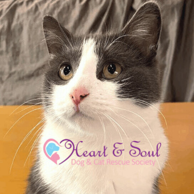 Heart And Soul Dog And Cat Rescue Society - Pet Shelter and Rescue in Abbotsford, British Columbia