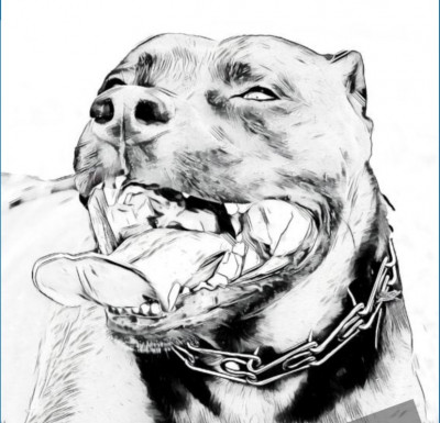 Off The Streetz Bully Rescue - Pet Shelter and Rescue in Davie, Florida