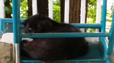 Sea Breeze Friends Of Feral Felines - Pet Shelter and Rescue in Rochester, New York