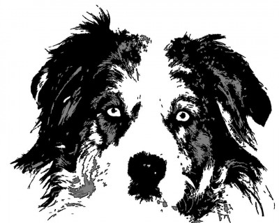 Colorado Herding Dog Rescue - Animal Shelter and Rescue in Denver, Colorado