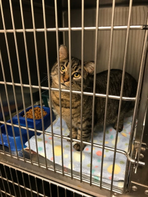 BeJaze Animal Hospital - Animal Shelter and Rescue in DeWitt, Iowa