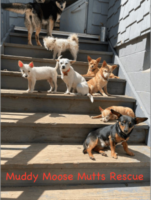 Muddy Moose Mutts Inc. - Animal Shelter and Rescue in Winchester, Connecticut