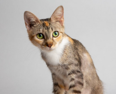 Rescue Me Meow Meow - Animal Shelter and Rescue in Allen, Texas